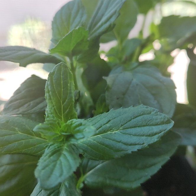 Photo of the plant species Mint by @BigChayote33 named Willow on Greg, the plant care app