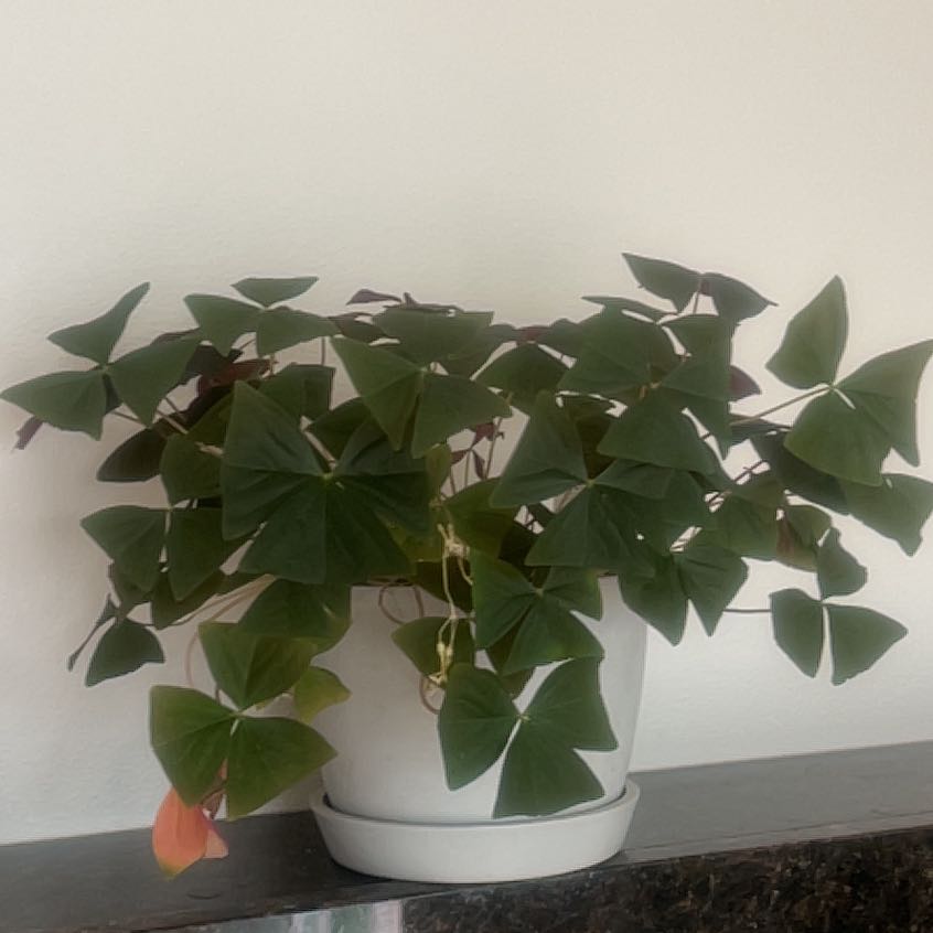 Photo of the plant species False Shamrock 'Mijke' by @LeCondo named Sorin on Greg, the plant care app