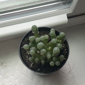 Photo of the plant species Baby Toes by @UndauntedMizuna named Leonardo on Greg, the plant care app