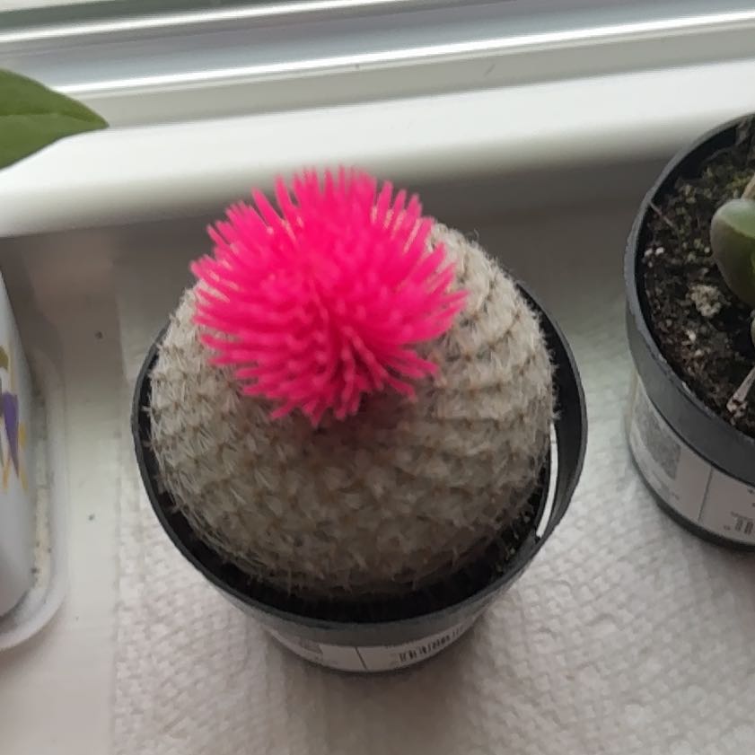 Photo of the plant species Button Cactus by @UndauntedMizuna named Denali on Greg, the plant care app