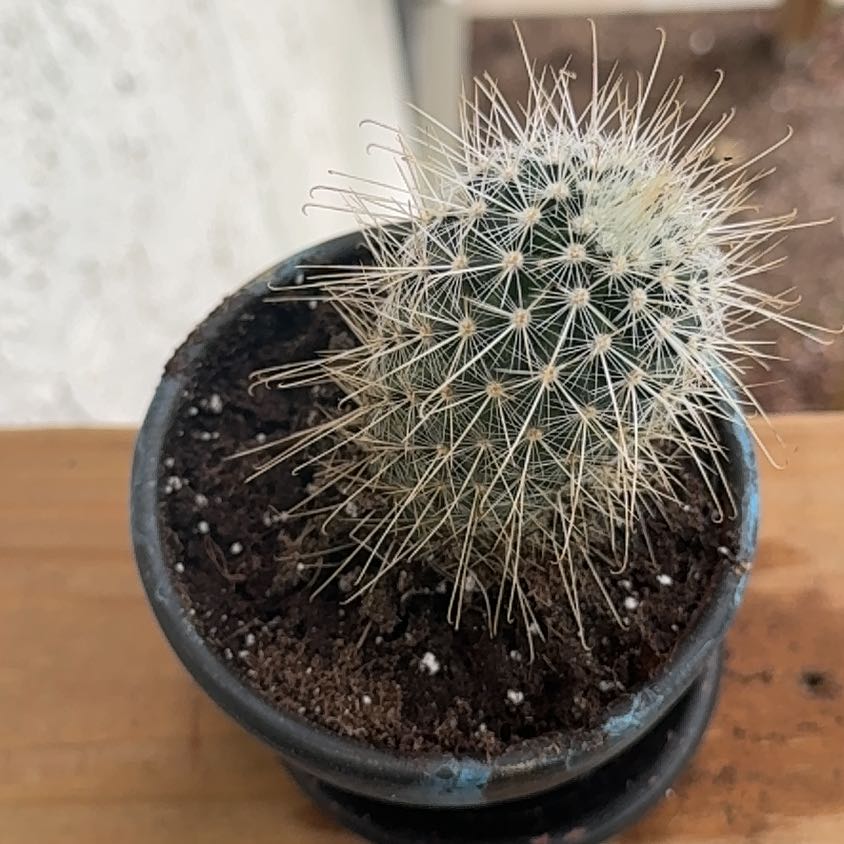 Photo of the plant species Texas Rainbow Cactus by @GivingShallot70 named Tree Diddy on Greg, the plant care app