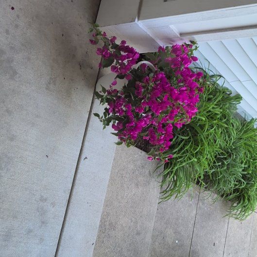 Photo of the plant species Bougainvillea 'Purple Princess' by @LovelyLithops14 named Lola on Greg, the plant care app