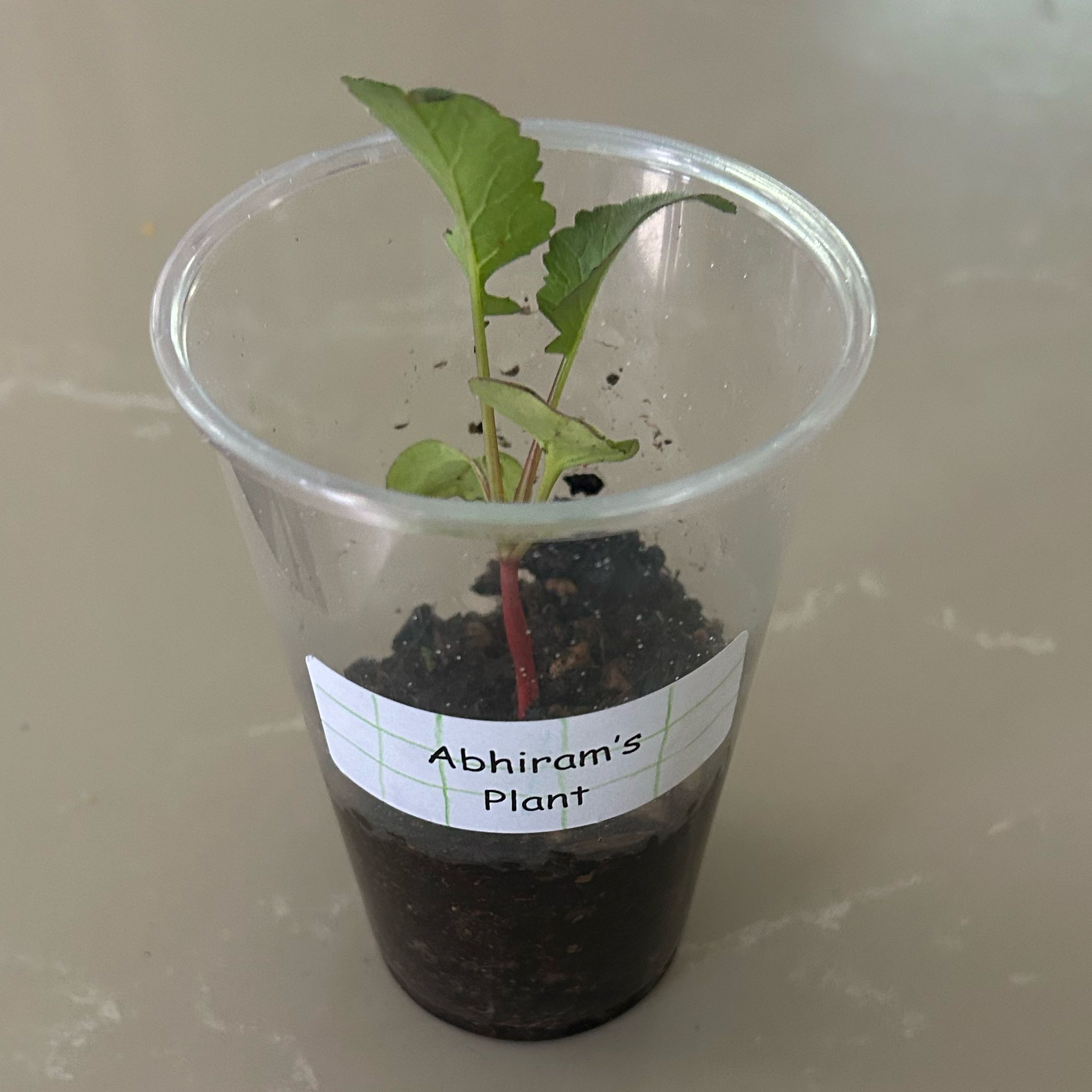 Photo of the plant species Radish by @HotBetel35 named Sonora on Greg, the plant care app