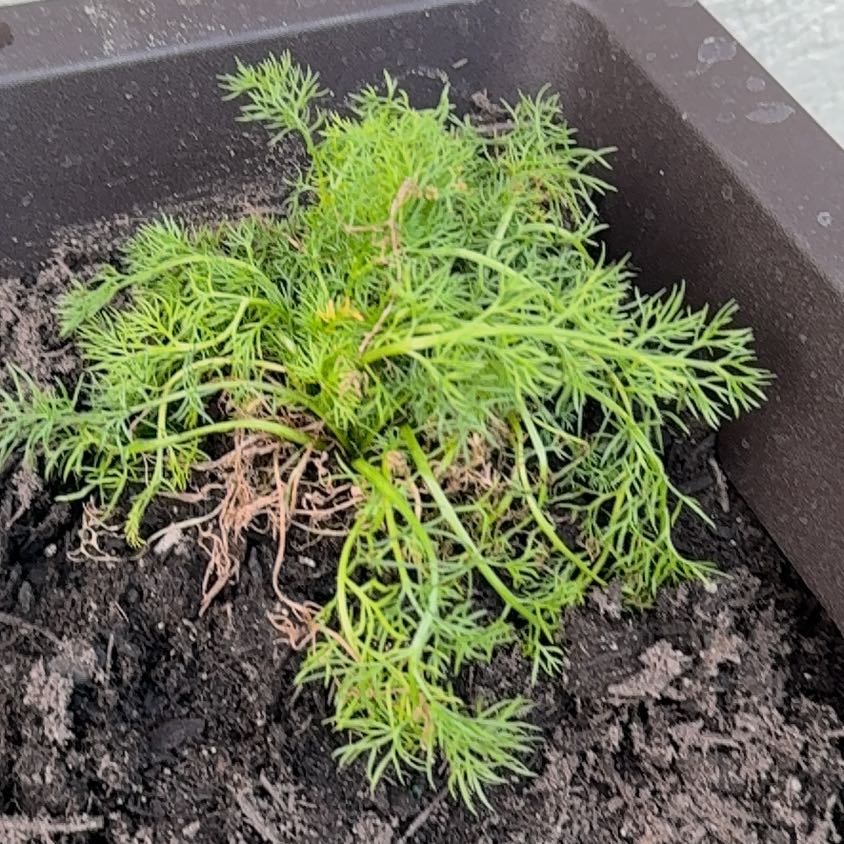 Photo of the plant species German Chamomile by @LushKaro22 named cammy on Greg, the plant care app