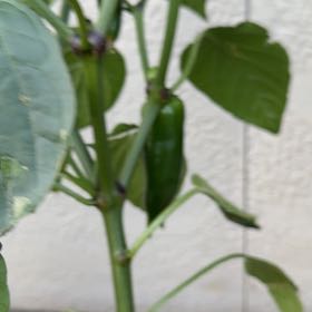 Photo of the plant species Jalapeno Pepper by @LushKaro22 named Leaf Erickson on Greg, the plant care app