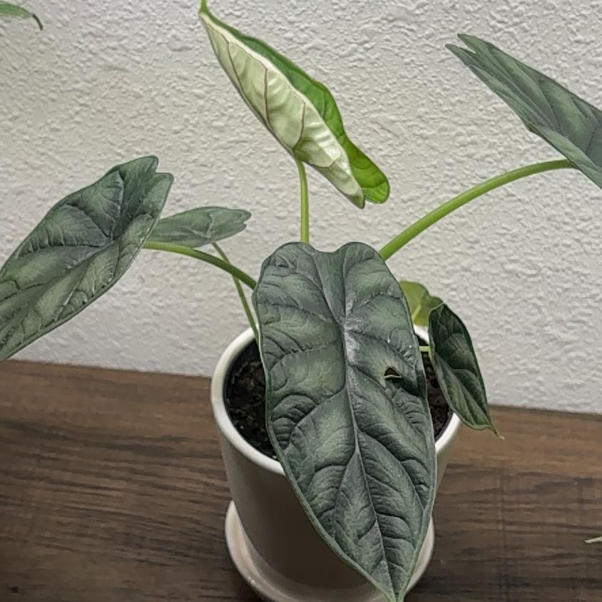 Photo of the plant species Alocasia Dragon Scale by @PracticalWorm23 named Dragon on Greg, the plant care app