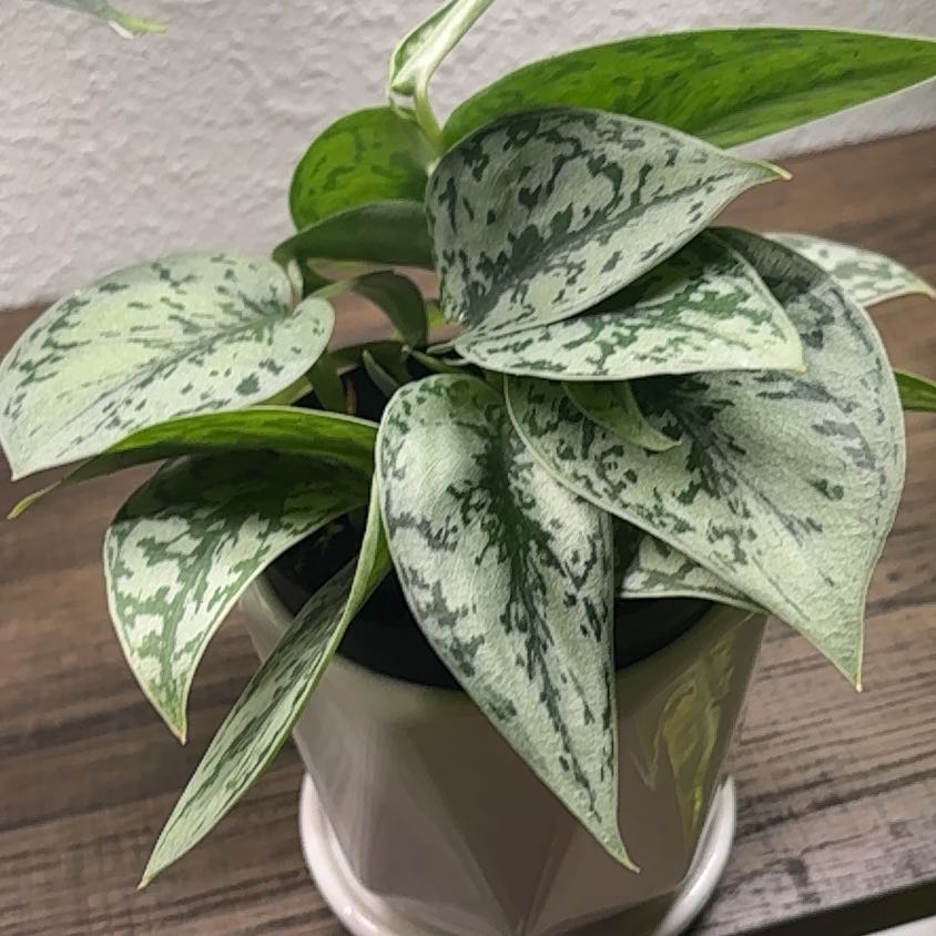 Photo of the plant species Scindapsus Silver Lady by @PracticalWorm23 named Sylvia on Greg, the plant care app