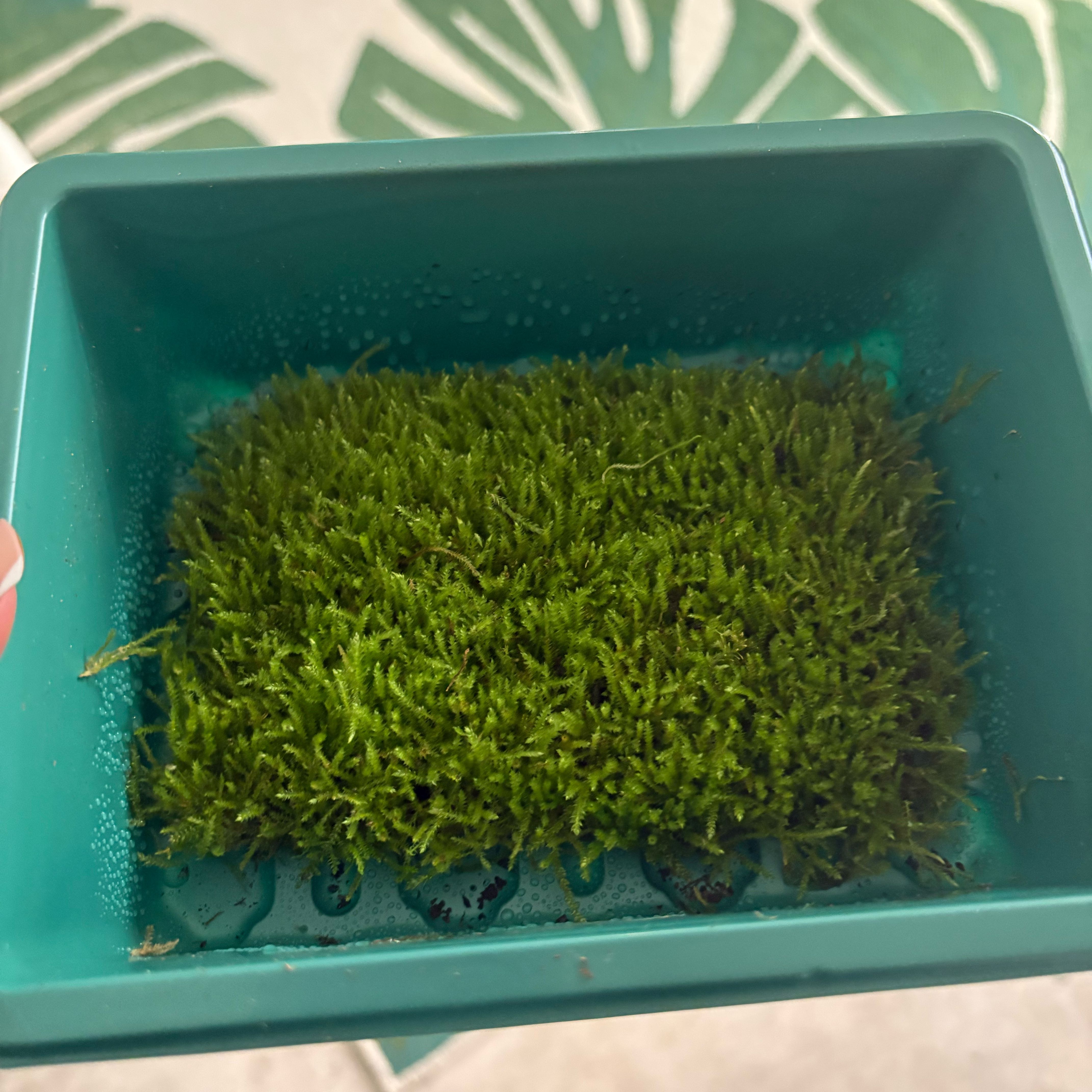 Photo of the plant species Sphagnum Moss by @PracticalWorm23 named Eva on Greg, the plant care app