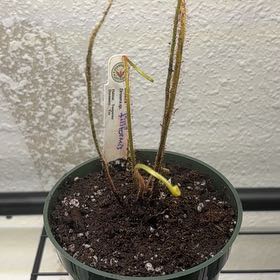 Photo of the plant species Drosera Filiformis by @PracticalWorm23 named Diana on Greg, the plant care app