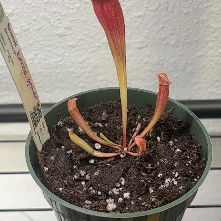 Photo of the plant species Purple Pitcher Plant by @PracticalWorm23 named Madonna on Greg, the plant care app