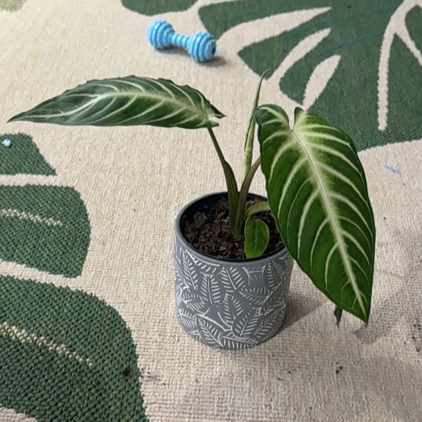 Photo of the plant species Xanthosoma by @PracticalWorm23 named Khaleesi on Greg, the plant care app