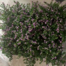 Photo of the plant species Mexican-Heather by @PracticalWorm23 named Duke on Greg, the plant care app