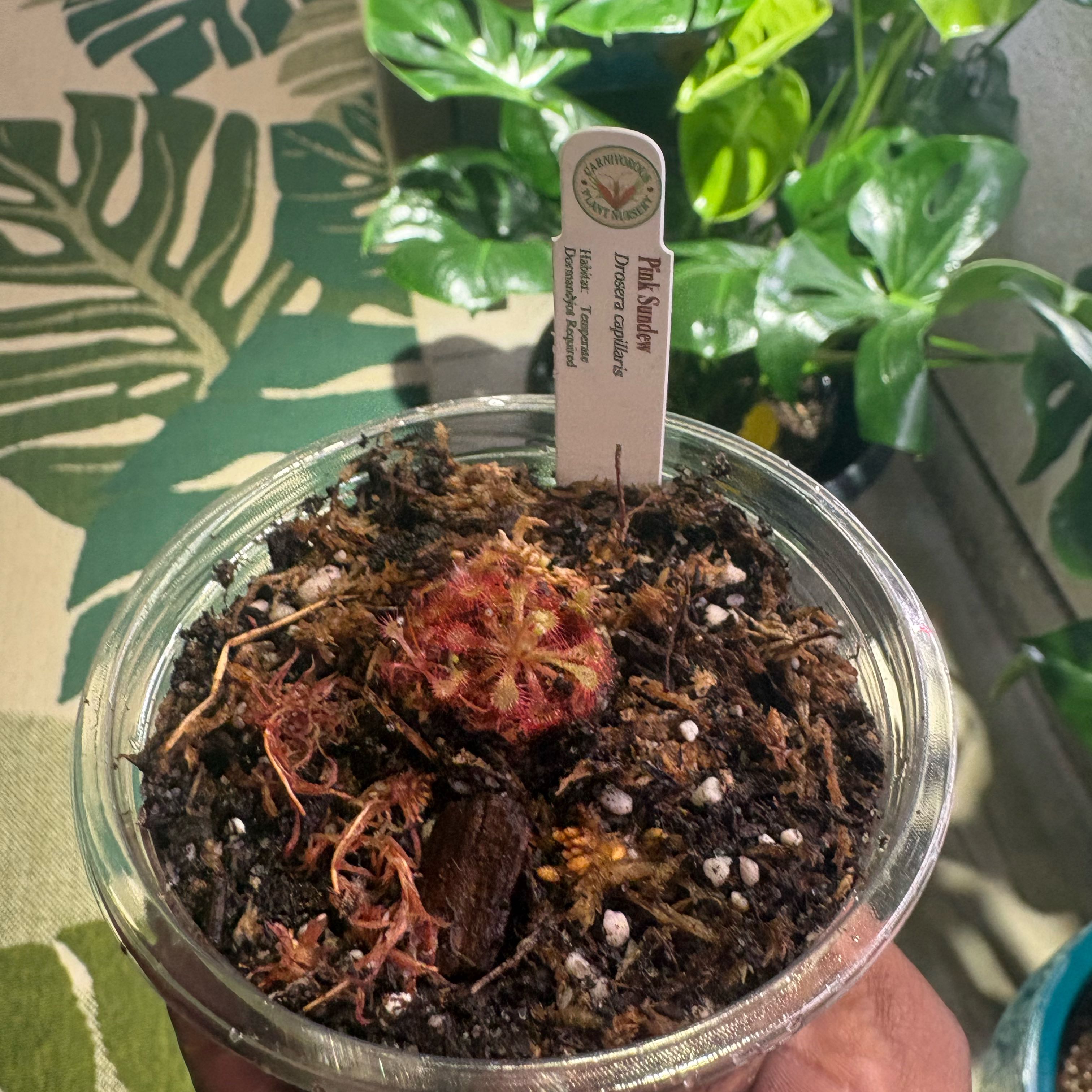 Photo of the plant species Pink Sundew by @PracticalWorm23 named Ruby on Greg, the plant care app