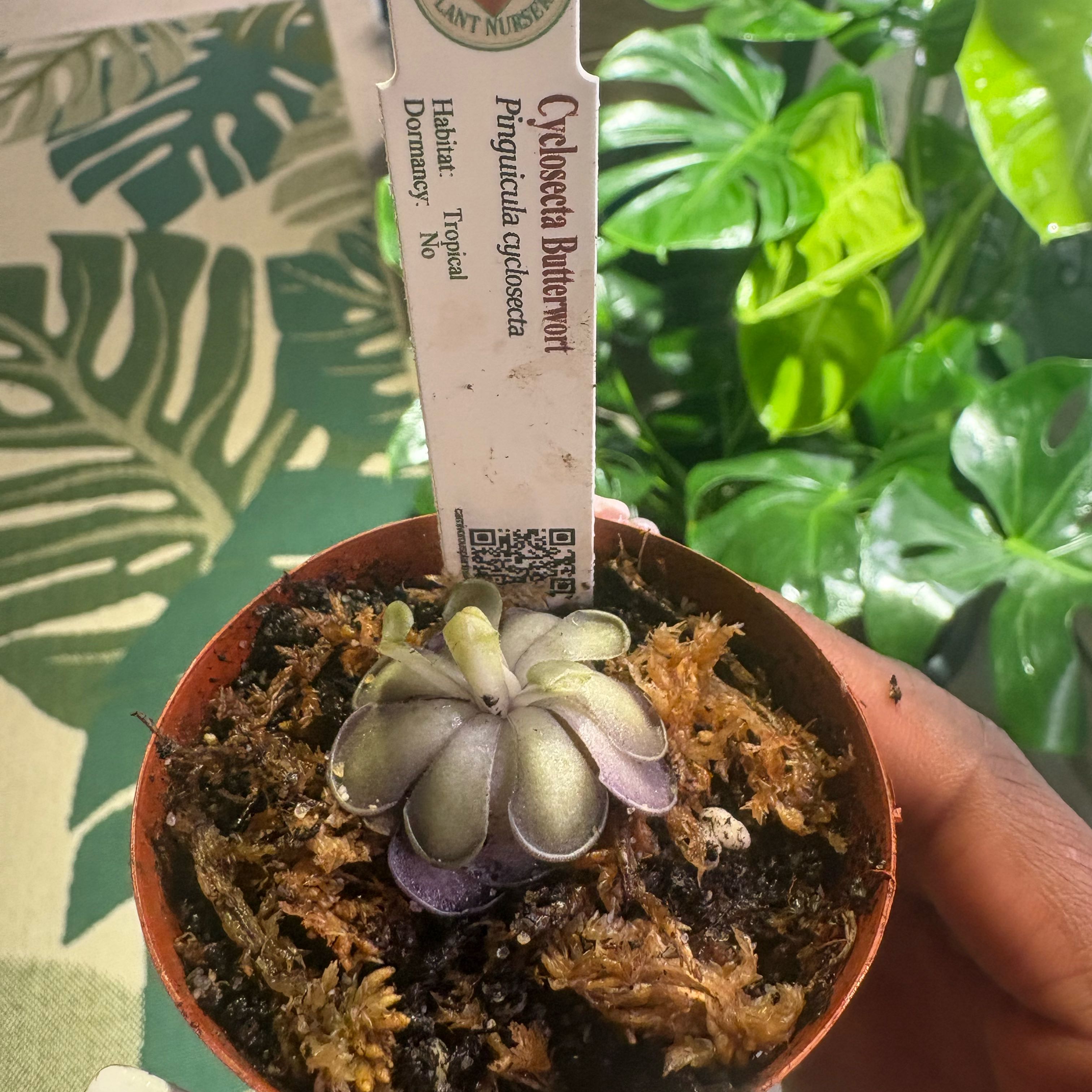 Photo of the plant species Pinguicula cyclosecta by @PracticalWorm23 named Rosa on Greg, the plant care app