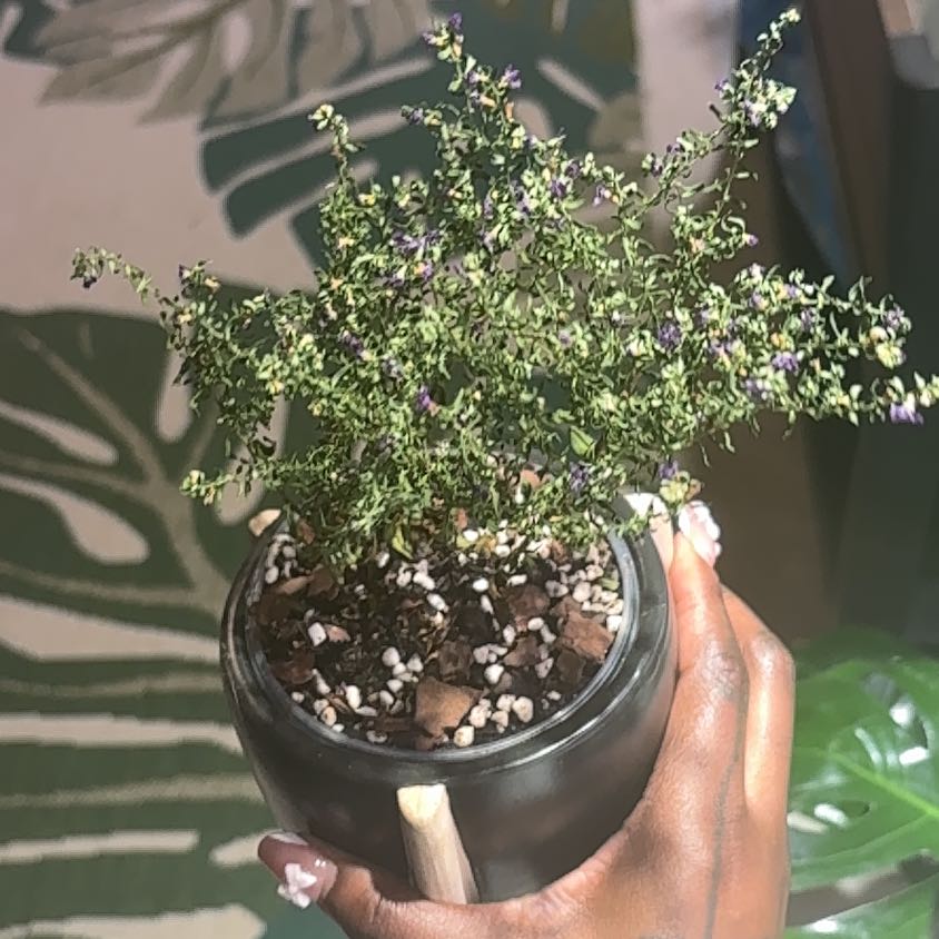 Photo of the plant species Mexican-Heather by @PracticalWorm23 named Prince on Greg, the plant care app