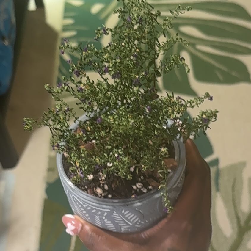 Photo of the plant species Mexican-Heather by @PracticalWorm23 named Aria on Greg, the plant care app
