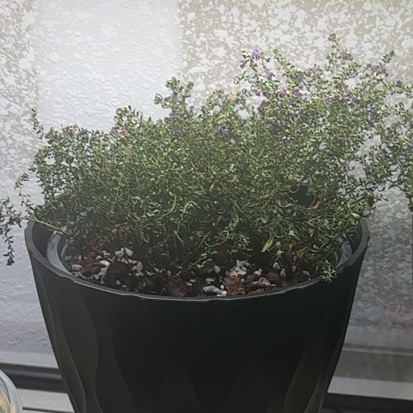 Photo of the plant species Mexican-Heather by @PracticalWorm23 named Duchess on Greg, the plant care app
