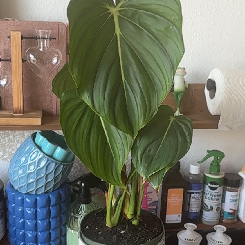 Photo of the plant species Philodendron 'McDowell' by @PracticalWorm23 named Minnie on Greg, the plant care app
