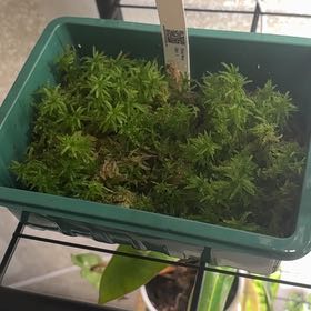 Photo of the plant species Spiky Bog-Moss by @PracticalWorm23 named Mosa on Greg, the plant care app