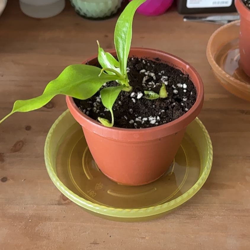 Photo of the plant species Pitcher Plant by @PracticalWorm23 named Mina on Greg, the plant care app