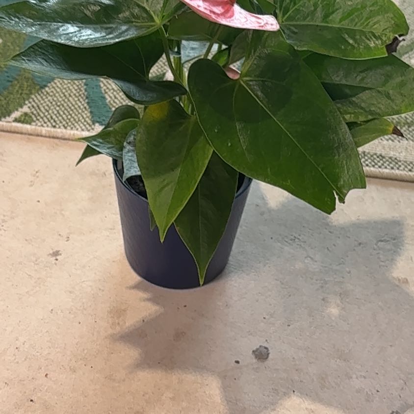 Photo of the plant species Anthurium cirano by @PracticalWorm23 named Beckham on Greg, the plant care app