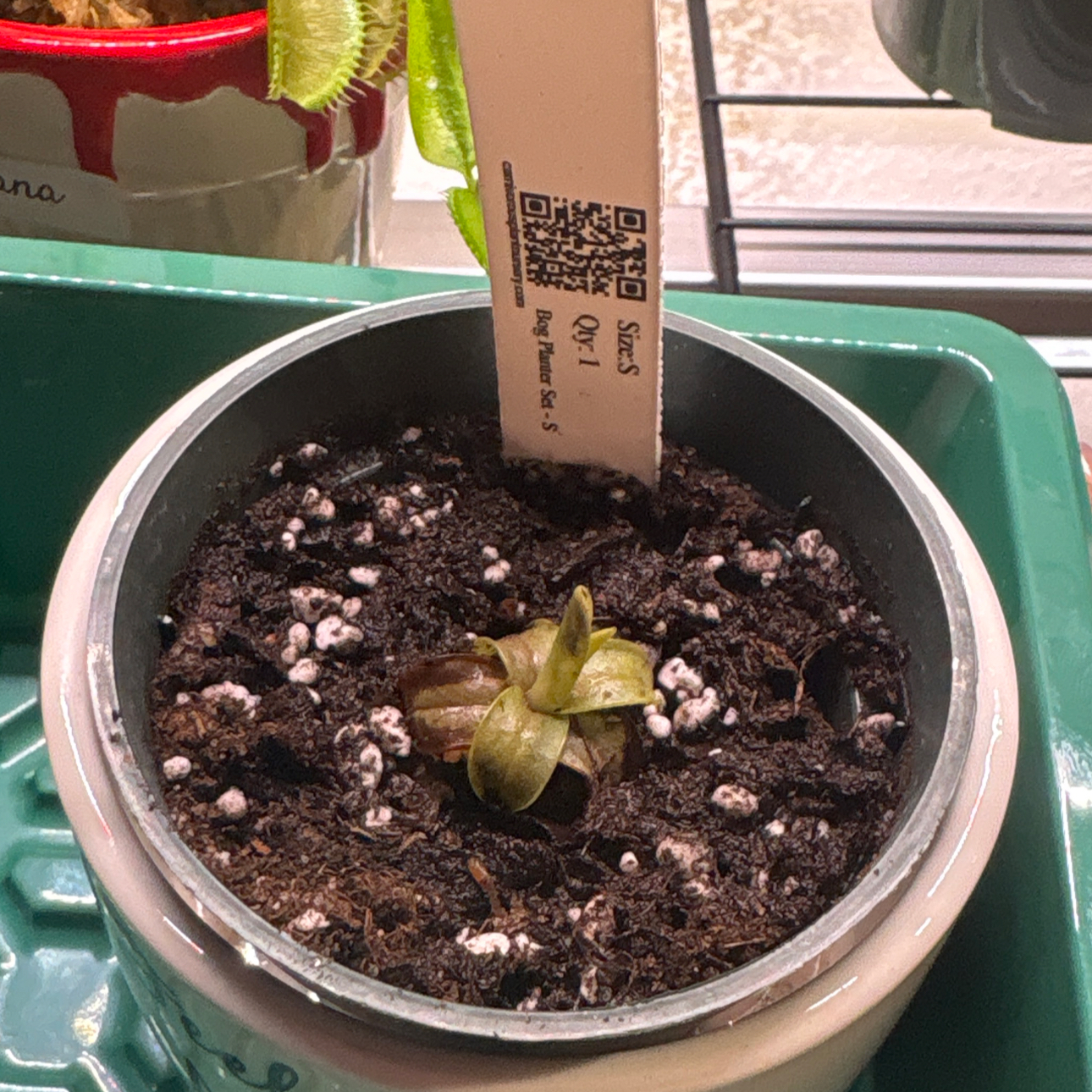 Photo of the plant species Common Butterwort by @PracticalWorm23 named ChloroPhil on Greg, the plant care app