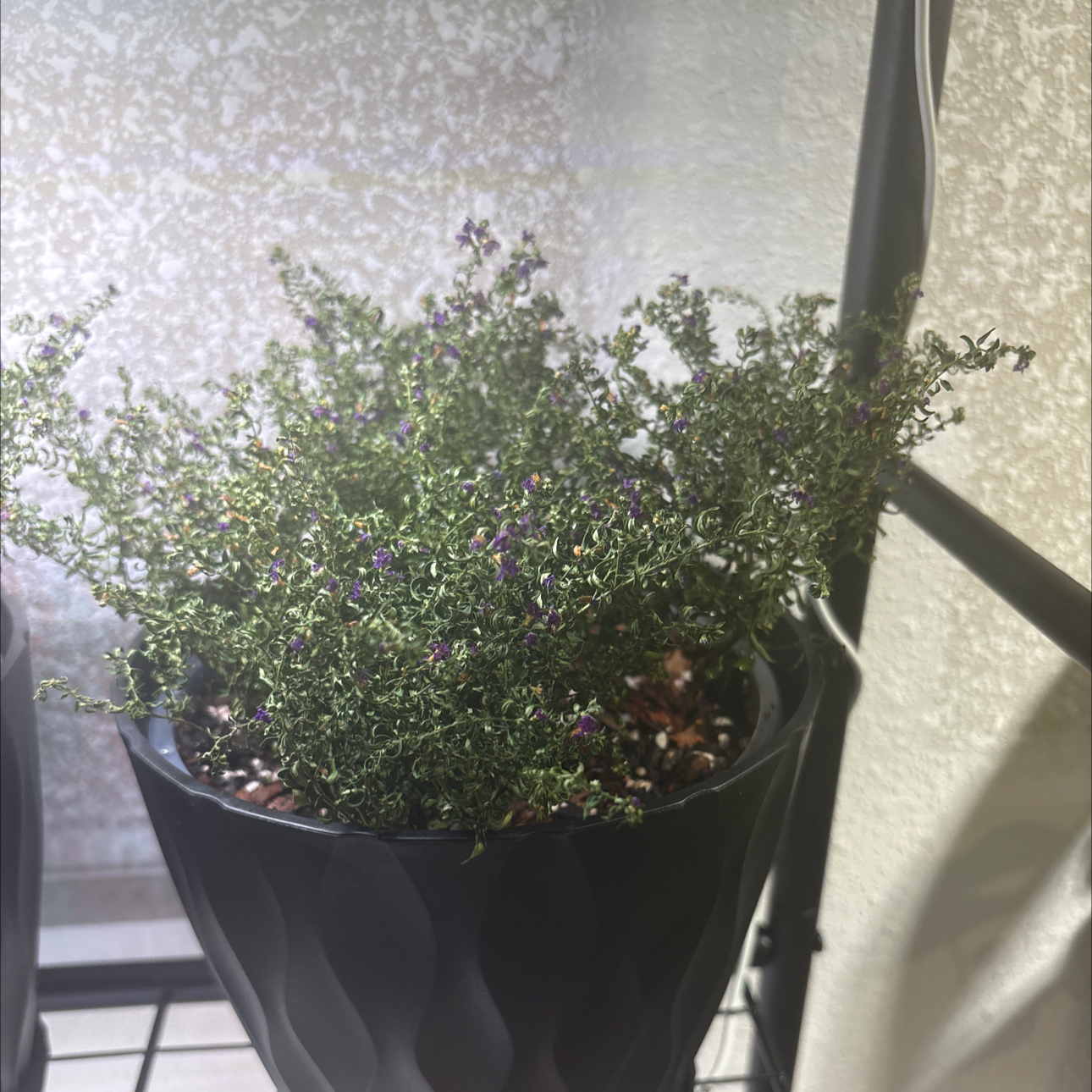 Photo of the plant species Mexican-Heather by @PracticalWorm23 named Duke on Greg, the plant care app