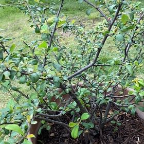 Photo of the plant species Hardy Orange by @DearElkweed62 named Hemingway on Greg, the plant care app