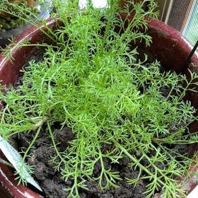 Photo of the plant species Chamomile by @TrustyDionysos named Drake on Greg, the plant care app