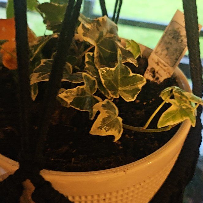 Photo of the plant species Ivy by @ZealfulPansy22 named Terra on Greg, the plant care app