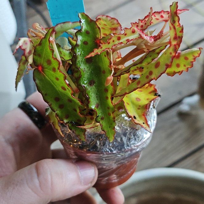 Photo of the plant species Begonia amphioxus by @ZealfulPansy22 named Scarlett on Greg, the plant care app