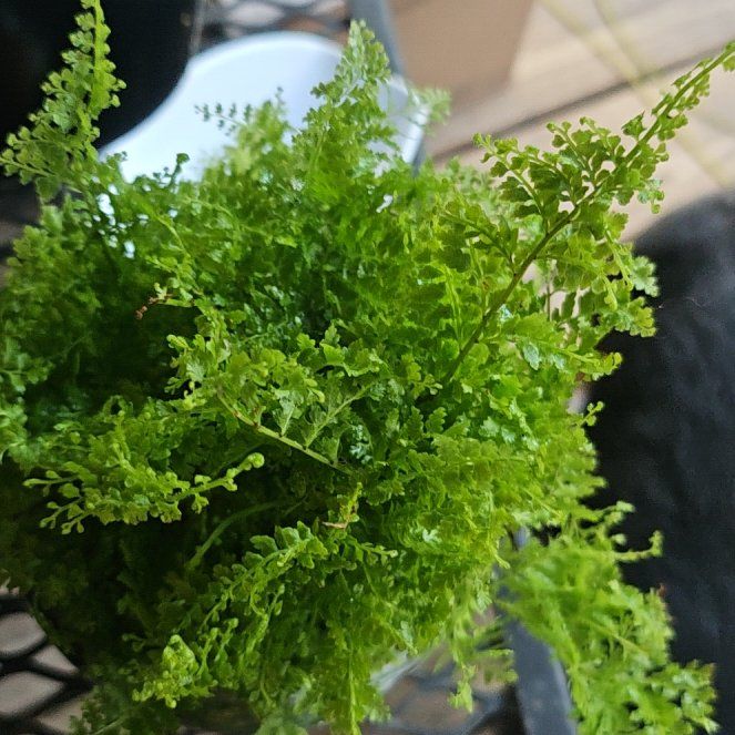 Photo of the plant species Cotton Candy Fern by @ZealfulPansy22 named Sahara on Greg, the plant care app