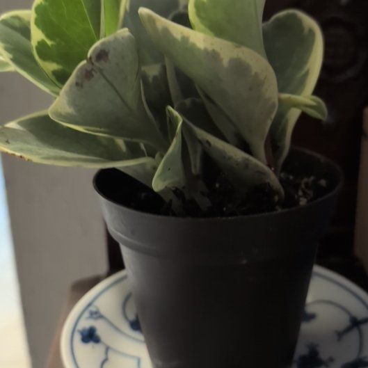 Photo of the plant species Golden Gate Peperomia by @MerryBearcorn57 named Tree Diddy on Greg, the plant care app