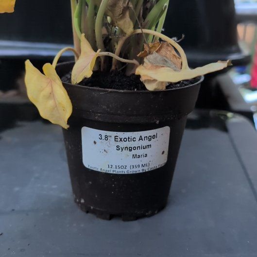 Photo of the plant species Syngonium 'Maria Allusion' by @MerryBearcorn57 named Keanu Leaves on Greg, the plant care app
