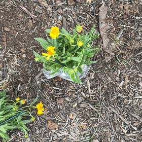 Photo of the plant species Sweetscented Marigold by @SacredMugwort88 named Plato on Greg, the plant care app
