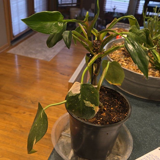 Photo of the plant species Philodendron 'White Wizard' by @SirOnion49 named Marley on Greg, the plant care app