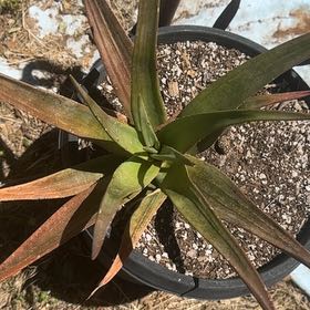 Photo of the plant species Aloe 'Hercules' by @TryCatasetum31 named Harper on Greg, the plant care app