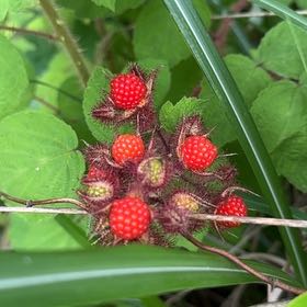 Photo of the plant species Wine Raspberry by @AceLacefern63 named Bieber on Greg, the plant care app
