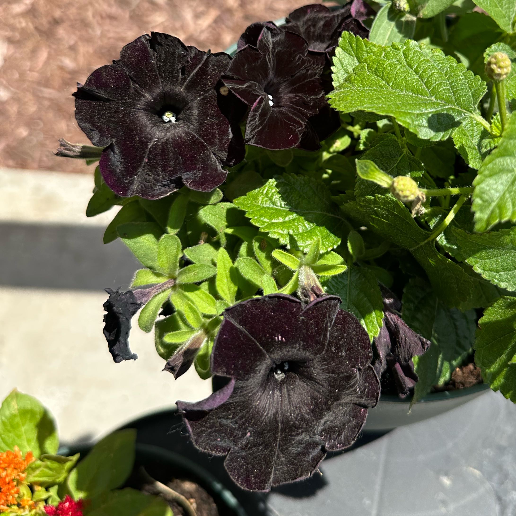 Photo of the plant species Phantom Black Petunia by @HotNeem39 named Scarlett on Greg, the plant care app
