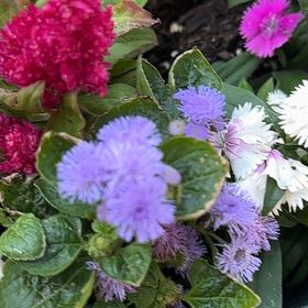 Photo of the plant species Blue Billygoat Weed by @HotNeem39 named Daphne on Greg, the plant care app