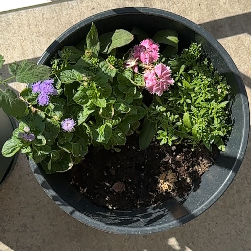 Photo of the plant species Blue Billygoat Weed by @HotNeem39 named Winston on Greg, the plant care app