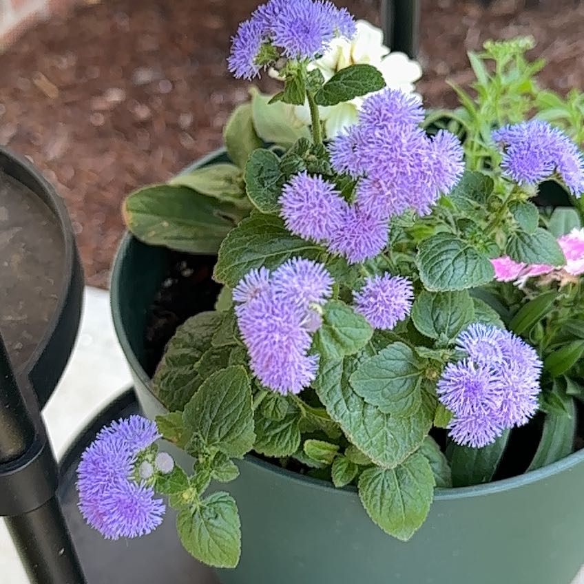 Photo of the plant species Blue Billygoat Weed by @HotNeem39 named Ulysses S Plant on Greg, the plant care app