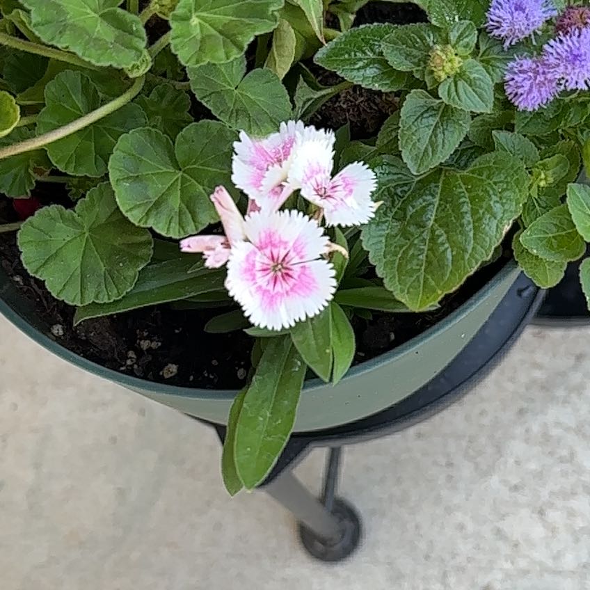 Photo of the plant species Blue Billygoat Weed by @HotNeem39 named Athena on Greg, the plant care app