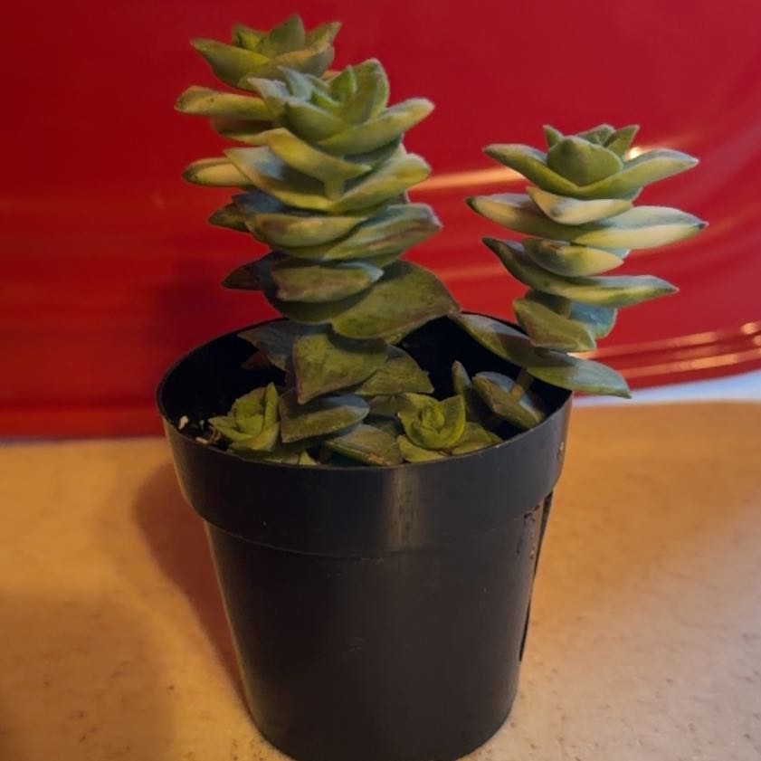 Photo of the plant species Variegated String of Buttons by @YardBlinks5 named Val on Greg, the plant care app