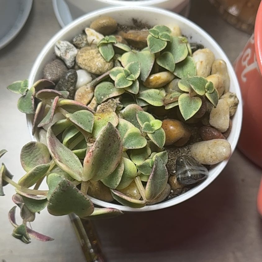 Photo of the plant species Calico Kitten by @PoshLentil38 named Ivy Jade on Greg, the plant care app