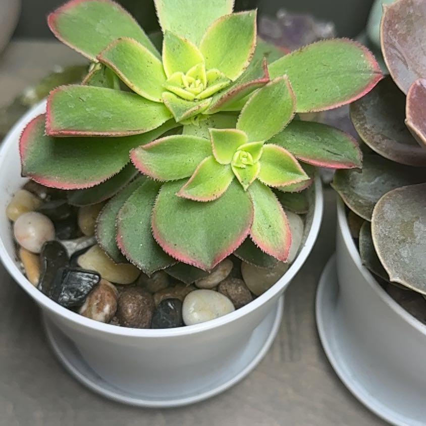 Photo of the plant species Aeonium 'Kiwi' by @PoshLentil38 named Rosetta on Greg, the plant care app