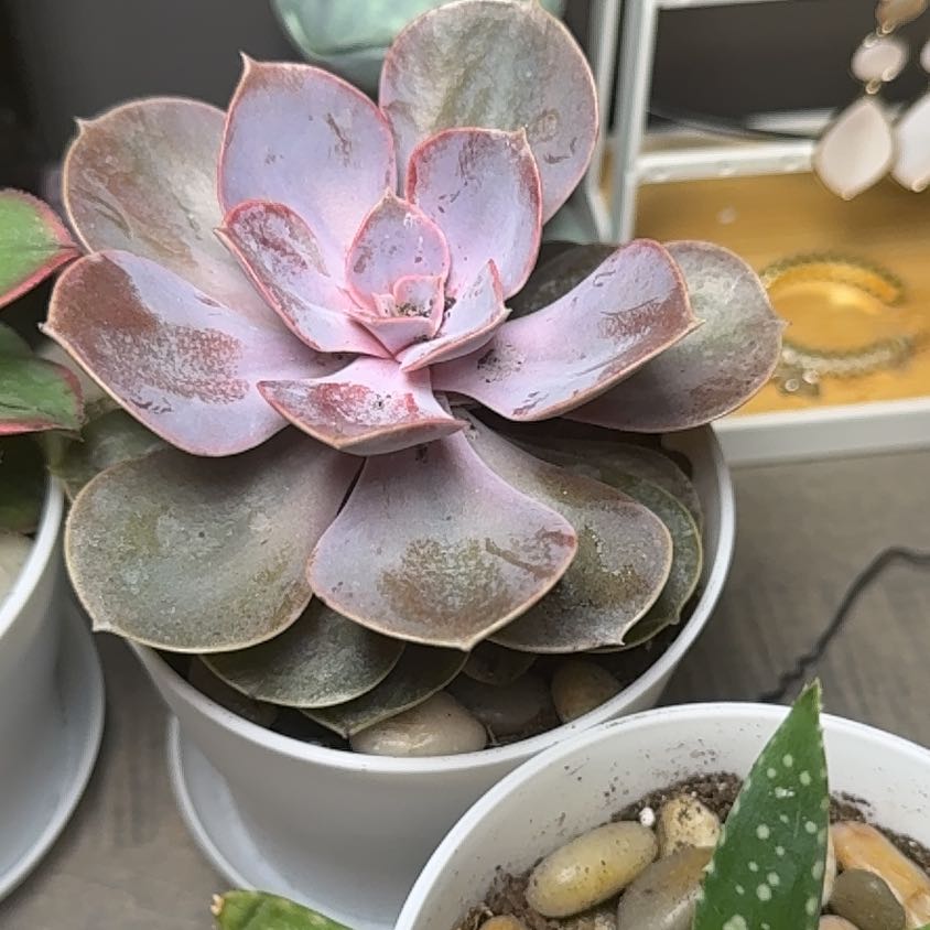 Photo of the plant species Purple Pearl by @PoshLentil38 named Myrna on Greg, the plant care app