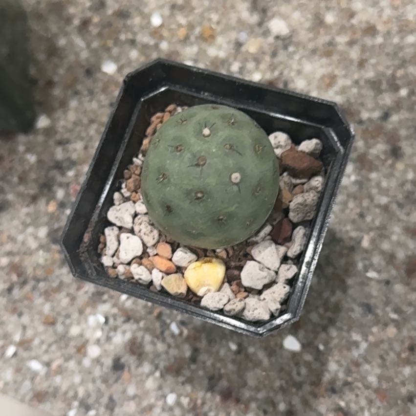 Photo of the plant species Tephrocactus geometricus by @EloquentOnion named Plato on Greg, the plant care app