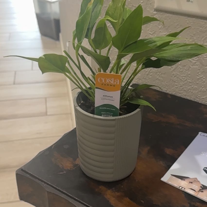 Photo of the plant species Anthurium cirano by @EloquentOnion named Osmo on Greg, the plant care app