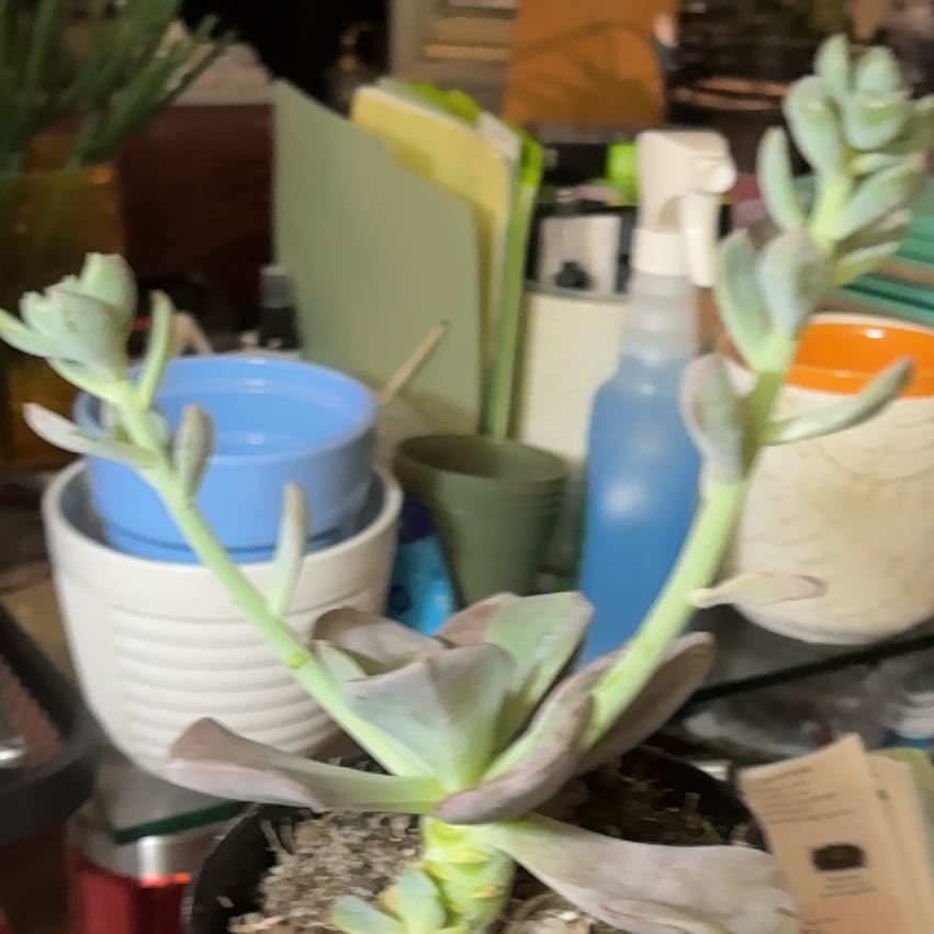 Photo of the plant species Graptoveria 'Jacaranda' by @PreciousBeans93 named Demi on Greg, the plant care app